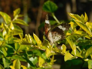 Photo Insect, camouflage