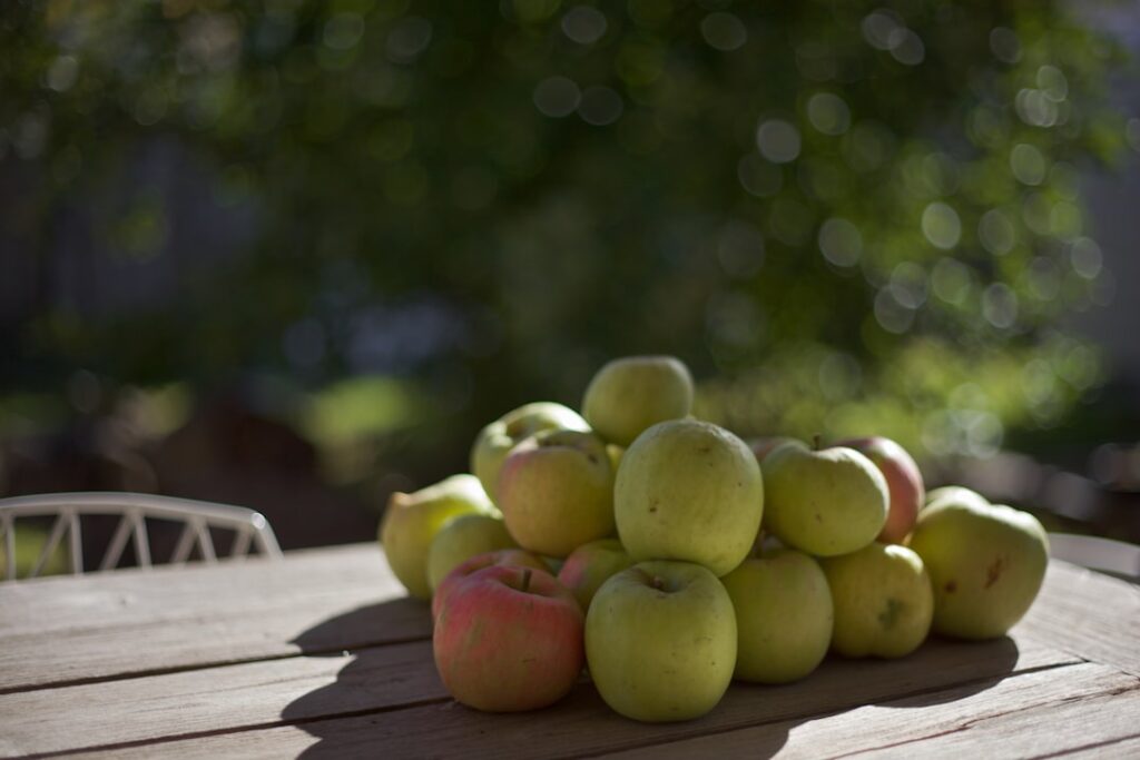 Photo quince tree